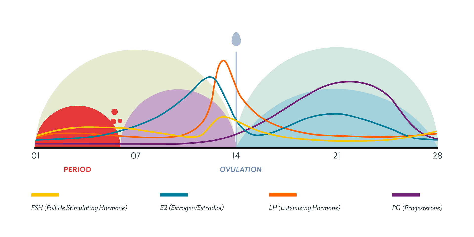 Menstrual Cycle